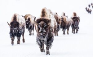 bison resilience